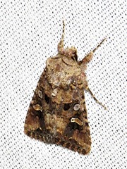 Tycomarptes inferior