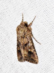 Tycomarptes inferior