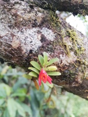 Fernandezia sanguinea