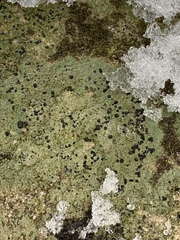 Bilimbia sabuletorum