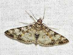 Dysallacta negatalis