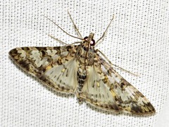 Dysallacta negatalis