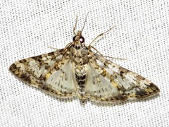 Dysallacta negatalis