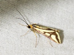 Loxostege venustalis