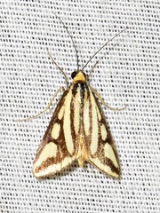 Loxostege venustalis