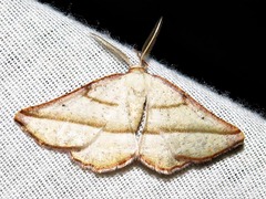 Drepanogynis admiranda