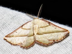 Drepanogynis admiranda