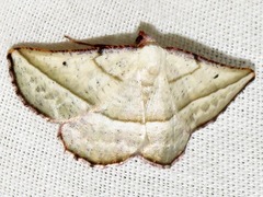 Drepanogynis admiranda