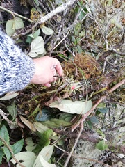 Fernandezia sanguinea