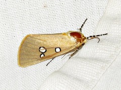 Rhanidophora cinctigutta