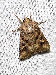 Tycomarptes inferior