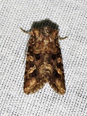 Tycomarptes inferior