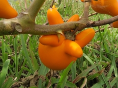 Solanum mammosum