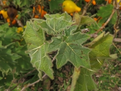 Solanum mammosum