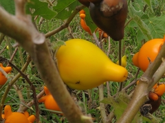 Solanum mammosum
