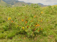 Solanum mammosum