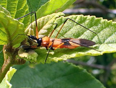 Zelus errans
