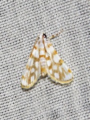 Obtusipalpis pardalis