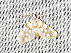 Obtusipalpis pardalis