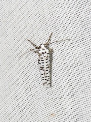 Yponomeuta strigillatus