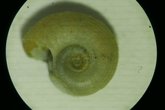 Gyraulus albus