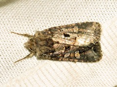 Tycomarptes inferior