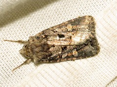 Tycomarptes inferior