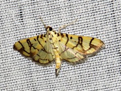 Pardomima