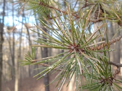 Chionaspis pinifoliae