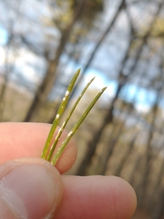 Chionaspis pinifoliae