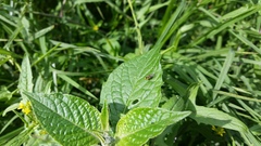 Liriomyza huidobrensis