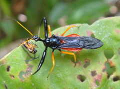 Acanthischium dimidiatum