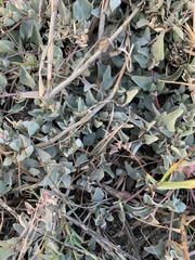 Atriplex maximowicziana