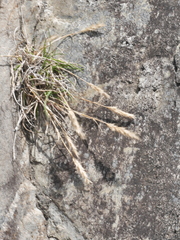 Trisetum antarcticum