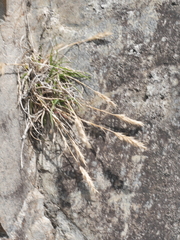 Trisetum antarcticum