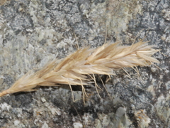 Trisetum antarcticum