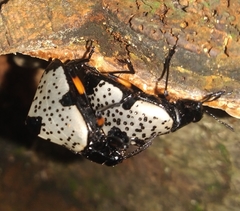 Cypherotylus debauvei