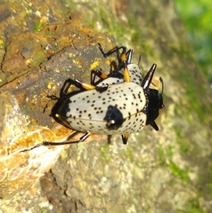 Cypherotylus debauvei
