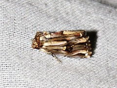 Anedhella interrupta