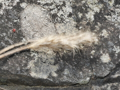 Trisetum antarcticum