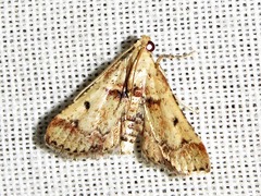 Zitha zonalis