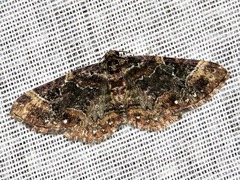 Melanthia ustiplaga