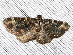 Melanthia ustiplaga
