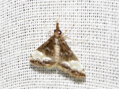 Autocharis sinualis
