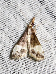 Autocharis sinualis