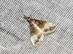 Autocharis sinualis