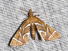 Panotima angularis