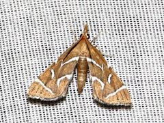 Panotima angularis