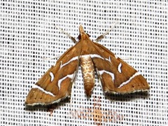 Panotima angularis