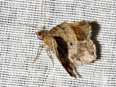 Chiasmia confuscata